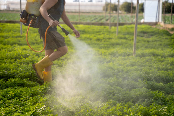 Best Mosquito Control Services  in Collinsville, VA