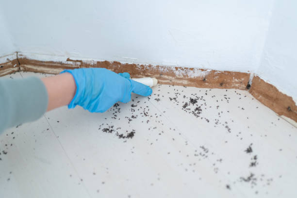 Best Exterminator Services  in Collinsville, VA